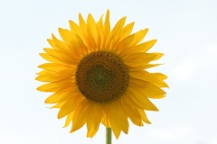 sunflower_01Aug20