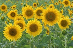 sunflower_05Aug20