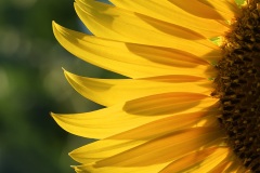 sunflower_10Aug22