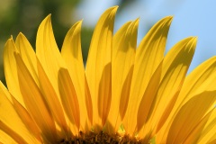 sunflower_11Aug22