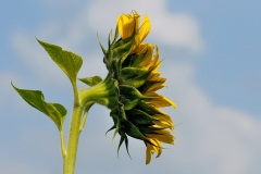 sunflower_14Sep14