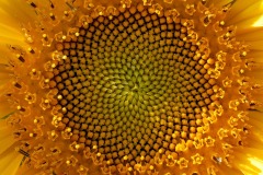 sunflower_17Sep14