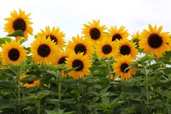 sunflower_25Jun15