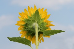 sunflower_31Jul20