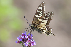 swallowtail-butterfly_12Jun26