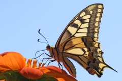 swallowtail-butterfly_15Aug22