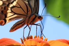 swallowtail-butterfly_16Aug22