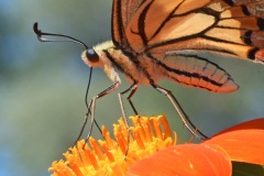 swallowtail-butterfly_17Aug22