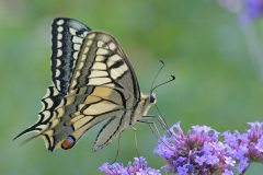 swallowtail-butterfly_26Jun26