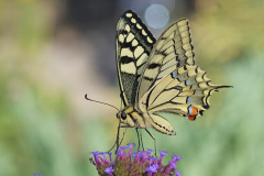swallowtail-butterfly_28Jun26