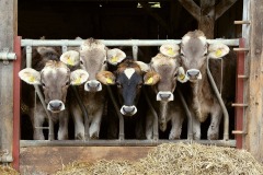 swiss-cows_06Dec09
