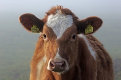 swiss-cows_11Dec14