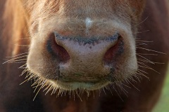 swiss-cows_12Dec14