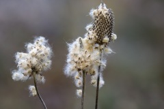 tall-anemone_30Dec21
