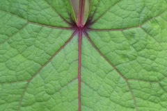 tall-buckwheat_08Aug23