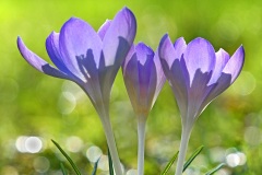 tommasinis-crocuses_04Feb24