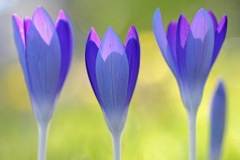 tommasinis-crocuses_07Feb26