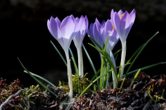 tommasinis-crocuses_10Feb23