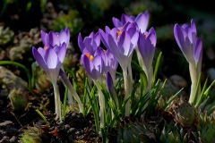 tommasinis-crocuses_11Feb23
