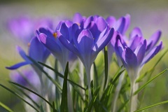 tommasinis-crocuses_12Feb23