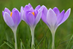 tommasinis-crocuses_12Feb24