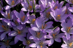 tommasinis-crocuses_13Feb16