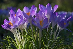 tommasinis-crocuses_13Feb23