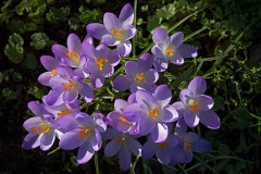 tommasinis-crocuses_14Feb23