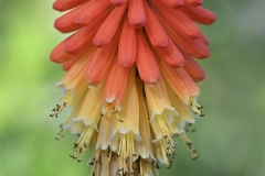 torch-lily_11Jul20