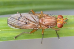 tree-fly_05May22