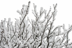 trees-snowed-under_02Dec24