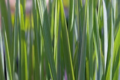 tuft-of-grass_31Mar22