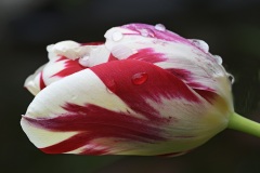 tulip_23Apr26