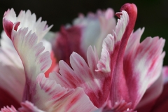 tulip_30Apr18