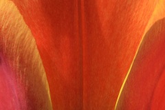 tulips_05Apr25