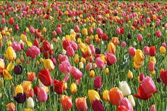 tulips_17Apr24
