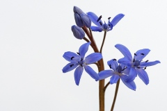 two-leaf-squill_19Mar22