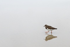 vlieland_20Dec25