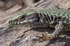 wall-lizard_01Mar22