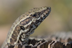 wall-lizard_02Mar22