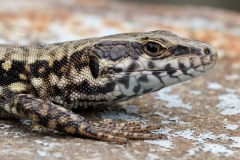 wall-lizard_09Aug20