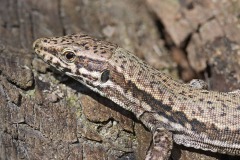 wall-lizard_21Mar24