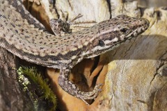 wall-lizard_22Mar24