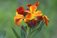 wallflower_02Apr24