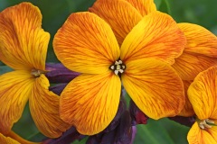 wallflower_03Apr24
