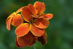 wallflower_03May22