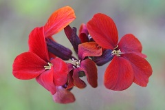 wallflower_03May26