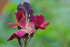 wallflower_04May22