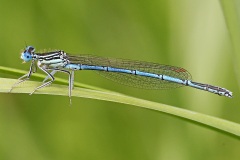 white-legged-damselfly_08Jun22