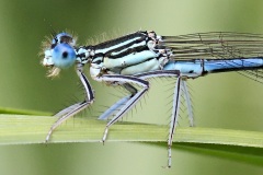 white-legged-damselfly_09Jun22